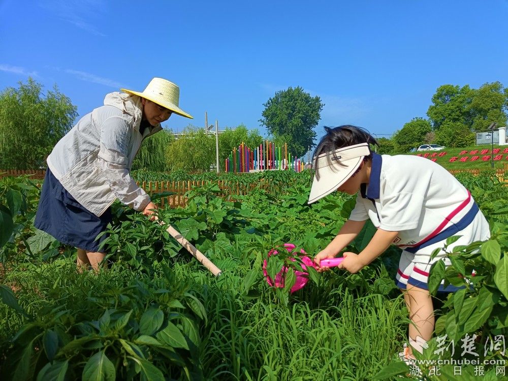 市民帶孩子在共享菜園里鋤草、澆水。通訊員 程愛華 攝.jpg.jpg